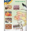 НУШ Я досліджую світ 3 клас Атлас + Контурні карти авт. Тагліна О.В. вид. Ранок